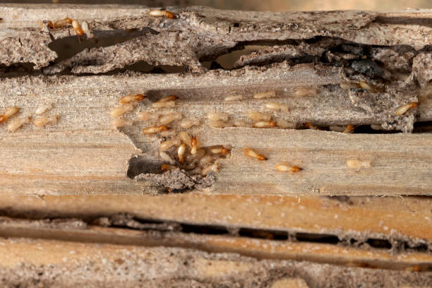 Best Insect Control  in Fairchance, PA